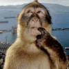 monkey-thinking-monkey.gif