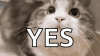 yes cat.gif