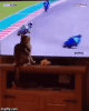 cat_crashing_bike.gif