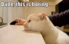 dude-this-is-boring.png