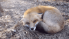 fox-cute.gif
