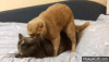 Ridiculous_cats_mating_Part_II_loud.gif