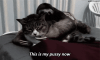 this is my pussy now.gif