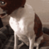 daredevil-dog.gif
