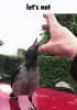 let's-not-bird.gif