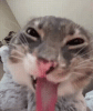 funny-cat-cat-tongue.gif