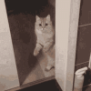cat.gif