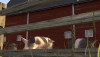 pig1.png