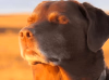dog-breathe.png