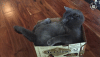 cat-bites-own-tail-l9jmga5lc1y2x4e2.gif