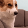 corgi-smirk.gif
