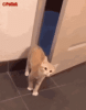 cat-close-door-81587528.gif