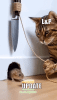cat-mouse.gif