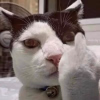 cat-middlefinger.png