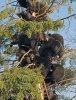 Bears in a tree.jpg