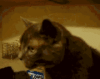 cat-funny (1).gif