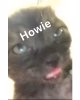 Howie.jpg