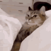 cat.gif