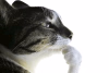 cat-pondering-cat.png