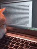 funny-cat.gif